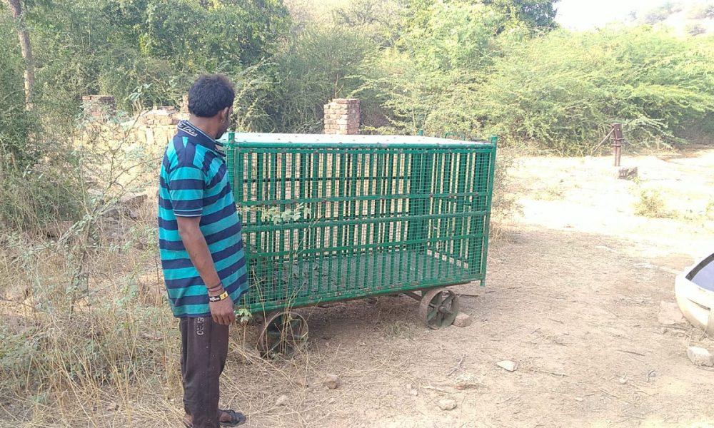 Dera tent of leopard family in Sihore town: Forest department put up cages at different places
