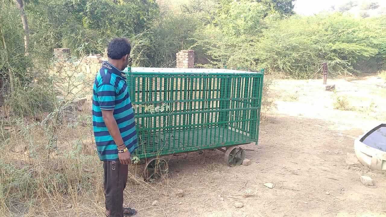 Dera tent of leopard family in Sihore town: Forest department put up cages at different places