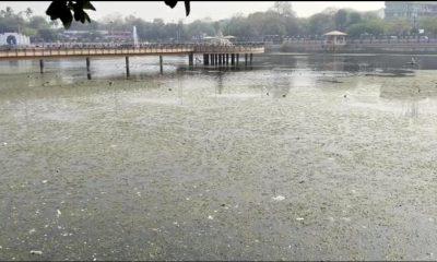 Bhavnagar Ganga Jaliya lake became drain Ganga ; Anger among life lovers