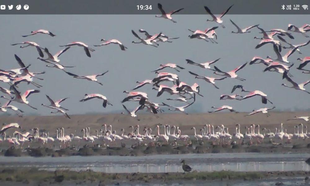 Local and foreign birds are arriving in Mosal. Birds of foreign clans are becoming the guests of Bhavnagar.