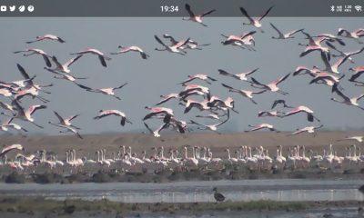 Local and foreign birds are arriving in Mosal. Birds of foreign clans are becoming the guests of Bhavnagar.