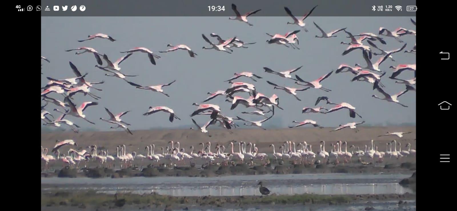 Local and foreign birds are arriving in Mosal. Birds of foreign clans are becoming the guests of Bhavnagar.