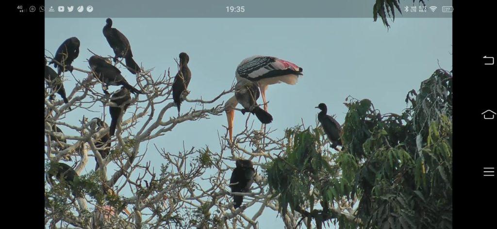 Local and foreign birds are arriving in Mosal. Birds of foreign clans are becoming the guests of Bhavnagar.