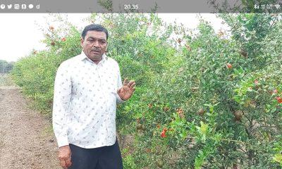 the-farmer-of-varatej-made-horticulture-a-double-source-of-income