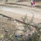 The CC road side constructed from Tana Chowkdi of Sihore to Leelapir needs to be filled with soil