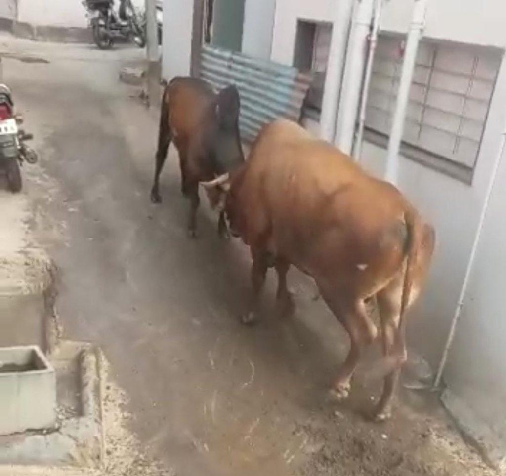 In Sihore day by day the increasing number of cattle menacing the townspeople, there is a demand to catch the cattle.