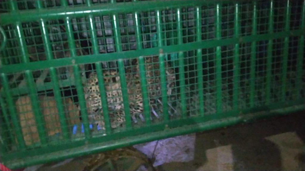 Leopard found trapped on railway station road in Sihore in search of prey - Rescue by Tantra