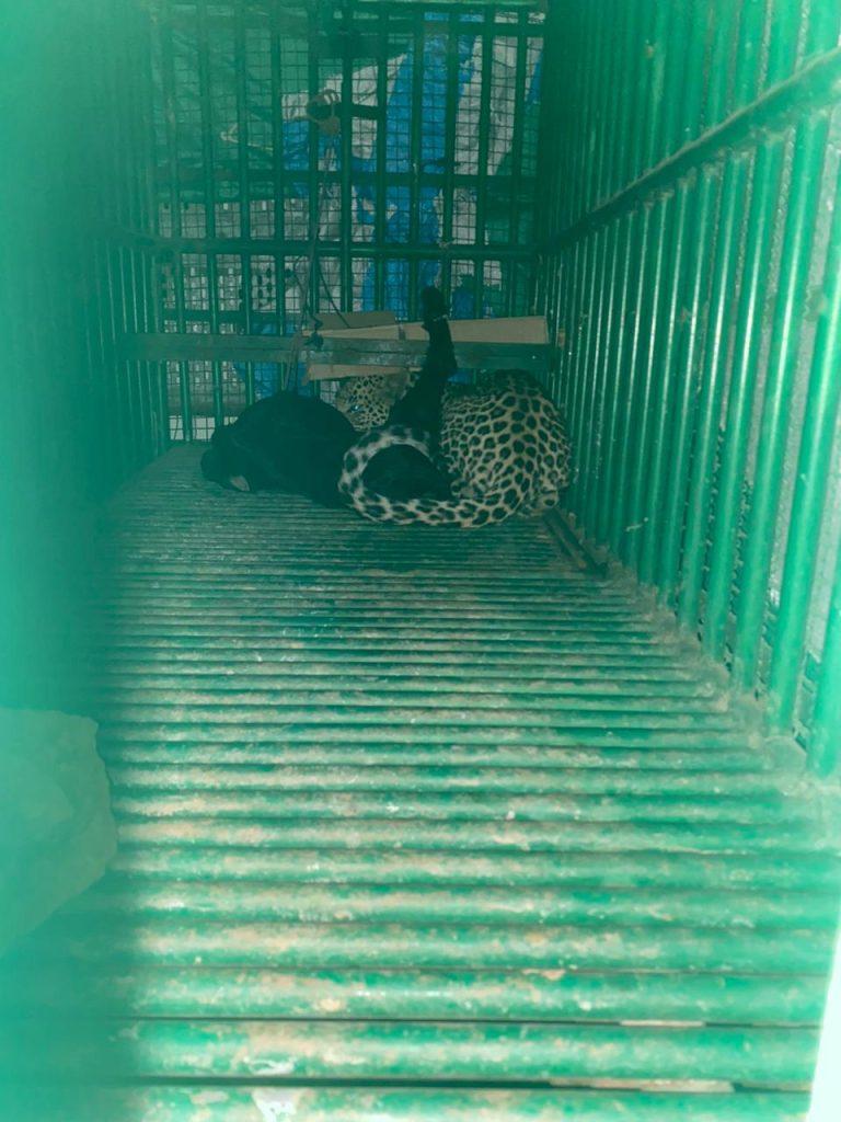 Leopard found trapped on railway station road in Sihore in search of prey - Rescue by Tantra