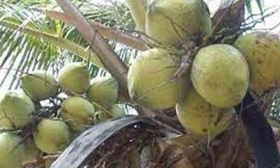 Sihor; Green coconut is a huge craze among health lovers to boost immunity power