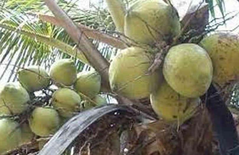 Sihor; Green coconut is a huge craze among health lovers to boost immunity power