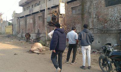 Cow dies due to electric short in Toda area of Sihore