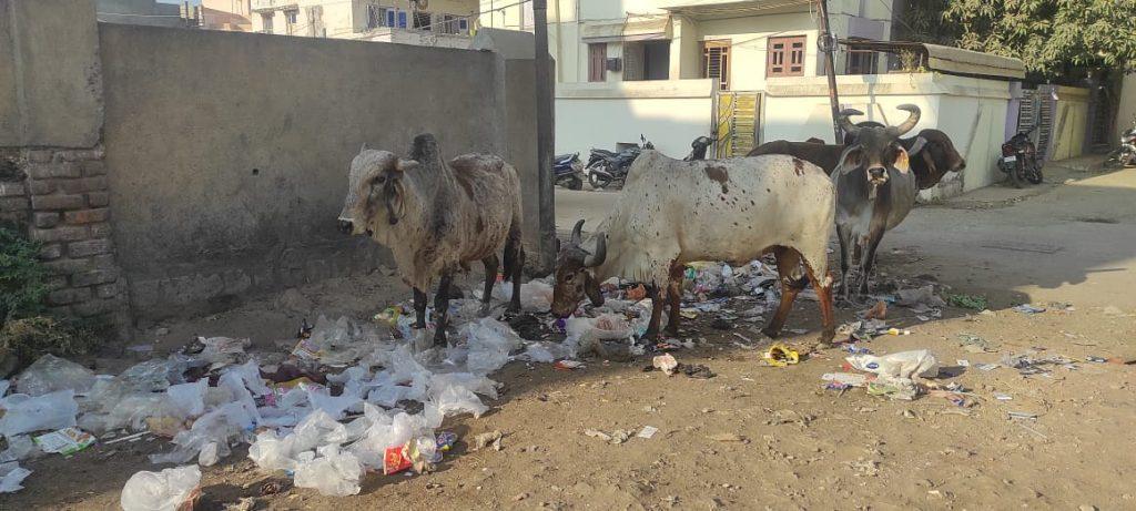 Plastic reigns over a garbage dump in a Sindhi camp in Sihore