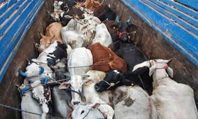 2 pickup vehicles loaded with illegal 6 cattle were seized from Muldharai of Vallabhipur