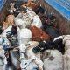 2 pickup vehicles loaded with illegal 6 cattle were seized from Muldharai of Vallabhipur