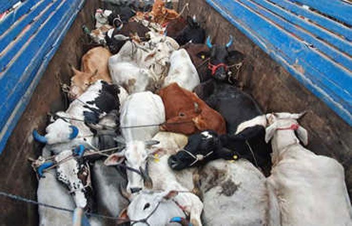 2 pickup vehicles loaded with illegal 6 cattle were seized from Muldharai of Vallabhipur
