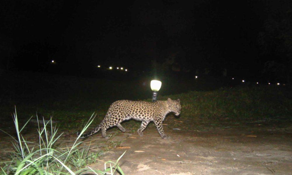 In Sihore, the last few days of the leopard family's shelter; Appeared on the Pathleswar Road