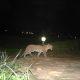 In Sihore, the last few days of the leopard family's shelter; Appeared on the Pathleswar Road