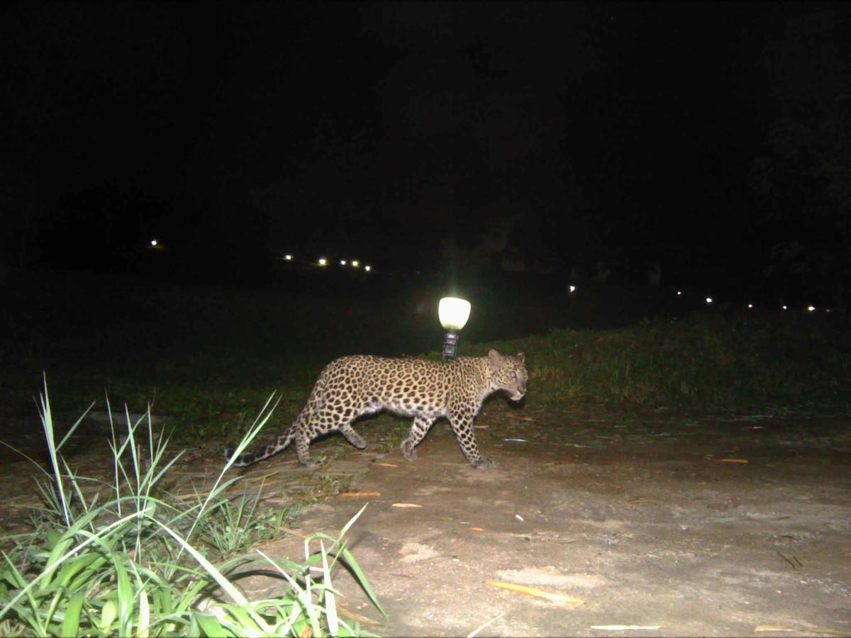 In Sihore, the last few days of the leopard family's shelter; Appeared on the Pathleswar Road