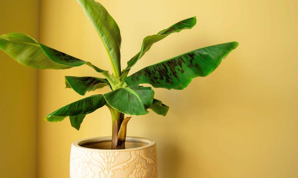 This remedy related to the banana tree done on Thursday will remove the shortage of money
