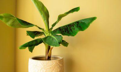 This remedy related to the banana tree done on Thursday will remove the shortage of money