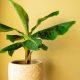 This remedy related to the banana tree done on Thursday will remove the shortage of money
