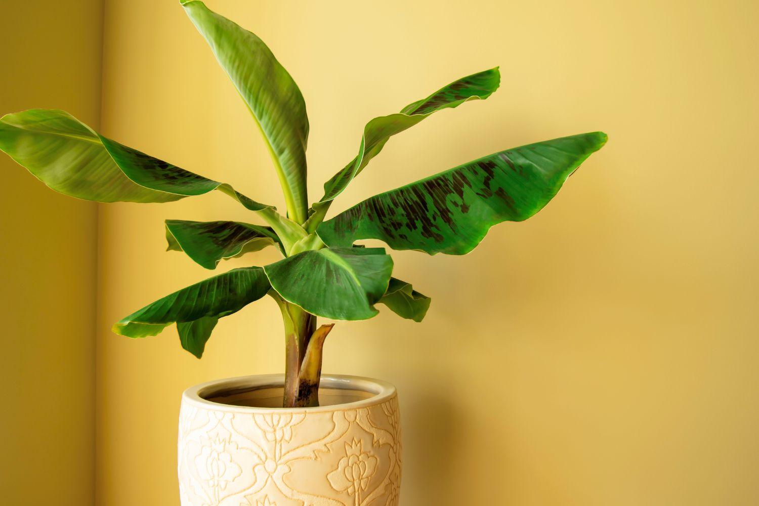 This remedy related to the banana tree done on Thursday will remove the shortage of money