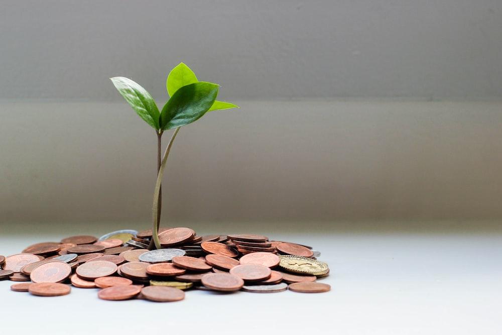 This remedy related to the banana tree done on Thursday will remove the shortage of money
