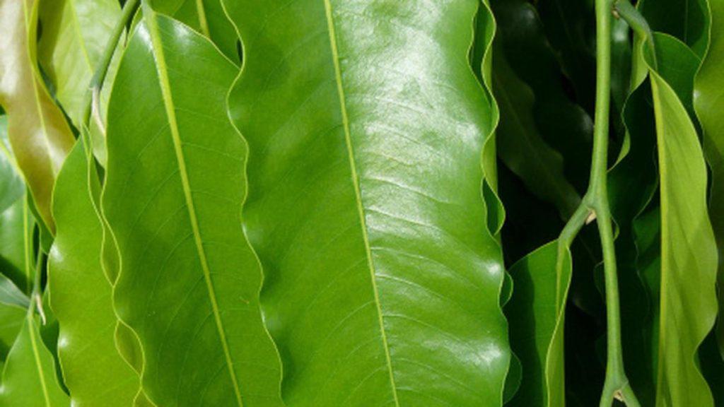 these-remedies-of-asopalav-leaves-will-prevent-negative-energy-from-entering-the-house-and-will-make-the-atmosphere-calm