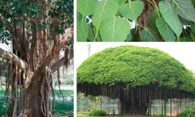 facing-problems-at-work-do-these-4-miraculous-remedies-of-banyan-leaves-the-spoiled-work-will-be-done