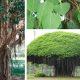 facing-problems-at-work-do-these-4-miraculous-remedies-of-banyan-leaves-the-spoiled-work-will-be-done