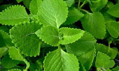 Ajwain Leaves Benefit: Ajwain leaves have both medicinal and flavor properties, this is how you can use them.