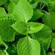 Ajwain Leaves Benefit: Ajwain leaves have both medicinal and flavor properties, this is how you can use them.