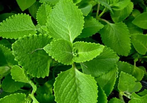 Ajwain Leaves Benefit: Ajwain leaves have both medicinal and flavor properties, this is how you can use them.