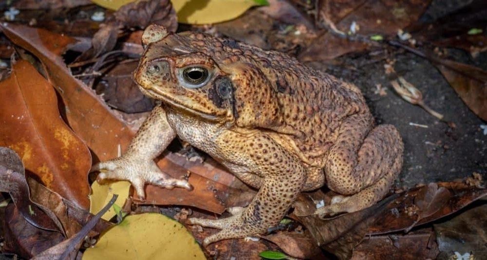 Toadzilla: World's largest toad found, weighs so much that even snakes sweat!