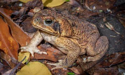 Toadzilla: World's largest toad found, weighs so much that even snakes sweat!