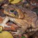 Toadzilla: World's largest toad found, weighs so much that even snakes sweat!