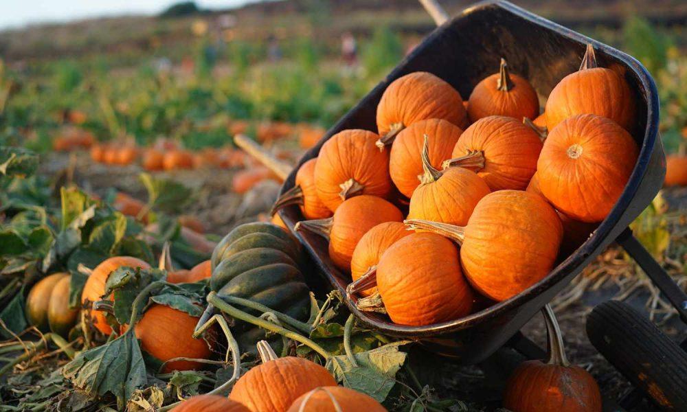 Eat pumpkin in winter, besides increasing immunity, it is also beneficial in many problems