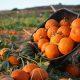 Eat pumpkin in winter, besides increasing immunity, it is also beneficial in many problems