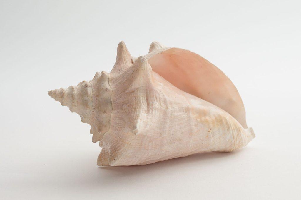 keeping-conch-in-the-house-brings-many-auspicious-changes-in-ones-life