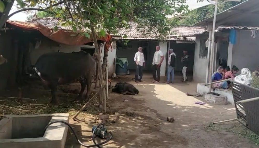 bhojpara-village-near-sihore-killed-a-middle-aged-stray-cattle