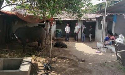 bhojpara-village-near-sihore-killed-a-middle-aged-stray-cattle