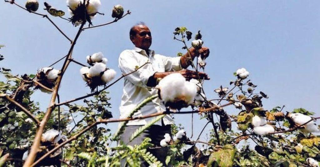due-to-low-income-from-cotton-in-the-state-the-owners-were-forced-to-shut-down-the-gins-currently-60-percent-shut-down