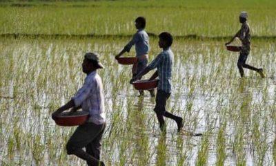 Lack of farm labor in Talaja Panthak disturbs farmers