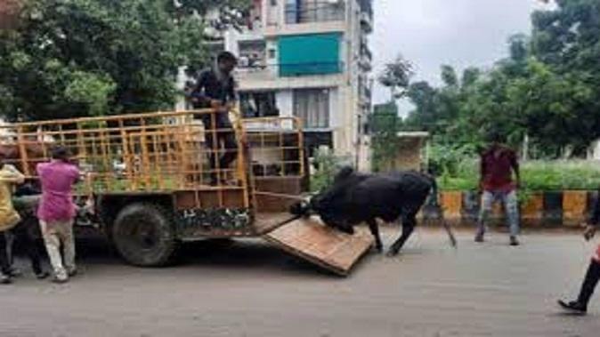 Demand of District Chamber to conduct Cattle Drive and Rajaka Drive in district including Sihore