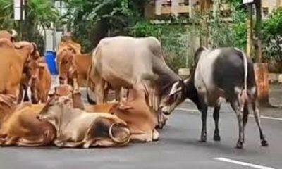 Demand of District Chamber to conduct Cattle Drive and Rajaka Drive in district including Sihore