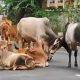 Demand of District Chamber to conduct Cattle Drive and Rajaka Drive in district including Sihore