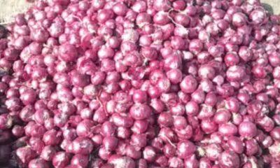 Farmers devastated by low prices of red and white onions in Mahuva; Not getting reasonable prices is a matter of concern among farmers