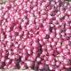 Farmers devastated by low prices of red and white onions in Mahuva; Not getting reasonable prices is a matter of concern among farmers