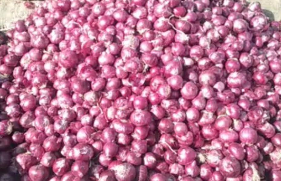 Farmers devastated by low prices of red and white onions in Mahuva; Not getting reasonable prices is a matter of concern among farmers