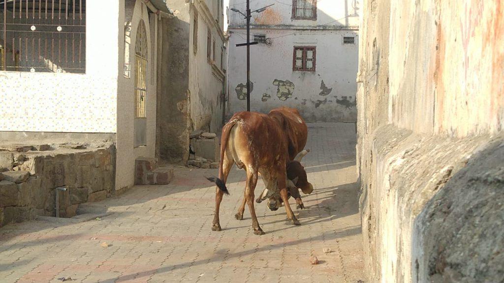 In Sehore city, pedestrians were harassed by stray cattle